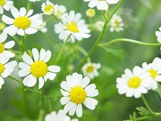 マトリカリア 花言葉 カモミール