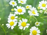 マトリカリア 花言葉 カモミール