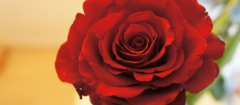 赤いバラ 花言葉