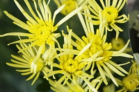 スプレー菊 花言葉