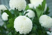 ピンポン菊　花言葉