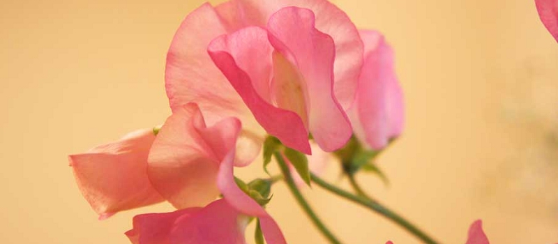 スイトピー　花言葉