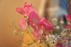 スイートピー 花言葉