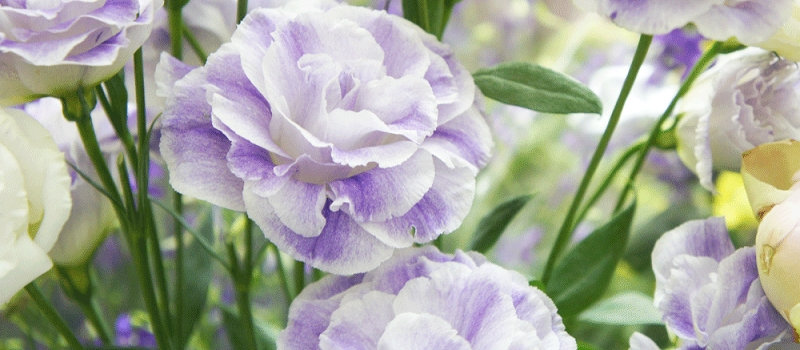 トルコキキョウ　花言葉