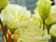 トルコキキョウ　花言葉