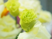 トルコキキョウ 花言葉