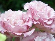 トルコキキョウ　花言葉