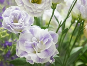 トルコキキョウ　花言葉