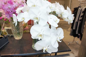 胡蝶蘭　花言葉　蘭　