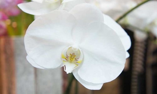 胡蝶蘭 花言葉 蘭