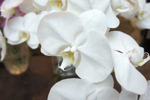 胡蝶蘭 花言葉 蘭