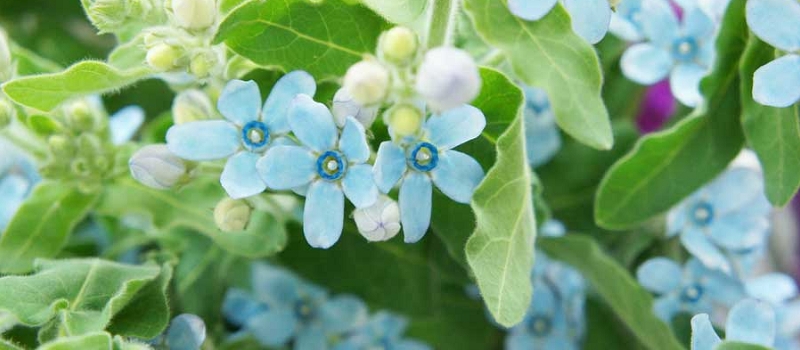 ブルースター　花言葉