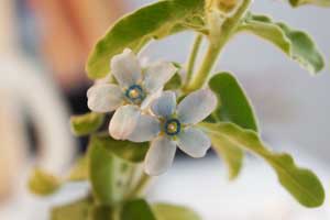 ブルースター 花言葉