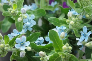 ブルースター 花言葉