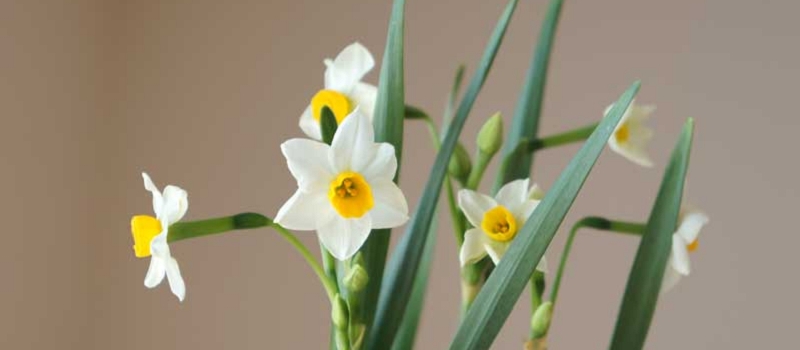 水仙 花言葉