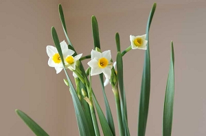 水仙 花言葉 ナルシスト