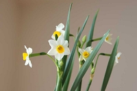 水仙　花言葉　ナルシスト