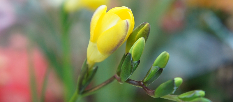 フリージア　花言葉