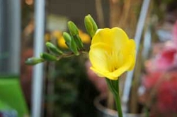 フリージア 花言葉