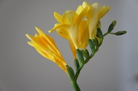 フリージア 花言葉