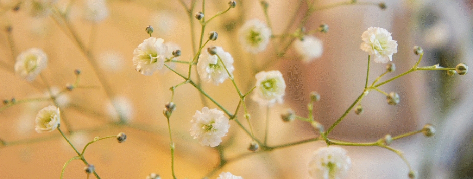 かすみ草　花言葉