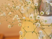 欠かせない　かすみ草　不動の地位　主役　花言葉