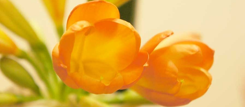 クンシラン 花言葉