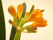 君子蘭 クンシラン 花言葉