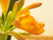 クンシラン 花言葉