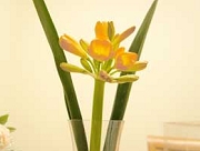 クンシラン　花言葉