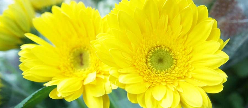 ガーベラ 花言葉