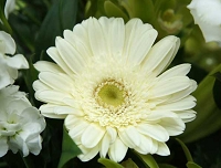 ガーベラ　花言葉