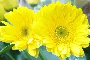 ガーベラ　花言葉