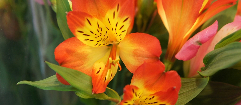 アルストロメリア　花言葉