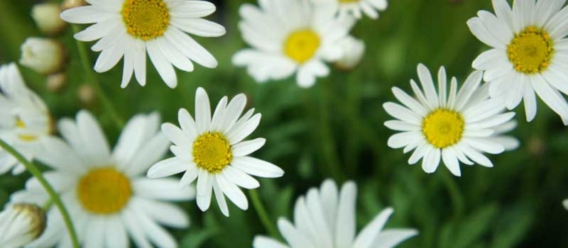 マーガレット 花言葉