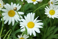 マーガレット　花言葉　恋占い