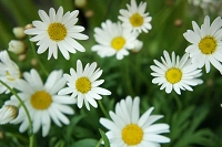 マーガレット　花言葉　恋占い