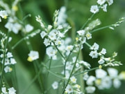 キノブラン　スターチス　花言葉　いつまでも変わらない　イソマツ科　ハイブリット　ドライフラワー