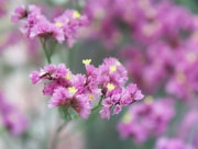 スーパーチェリー　花言葉　スターチス　キノブラン　ピンク　黄色　花瓶　
